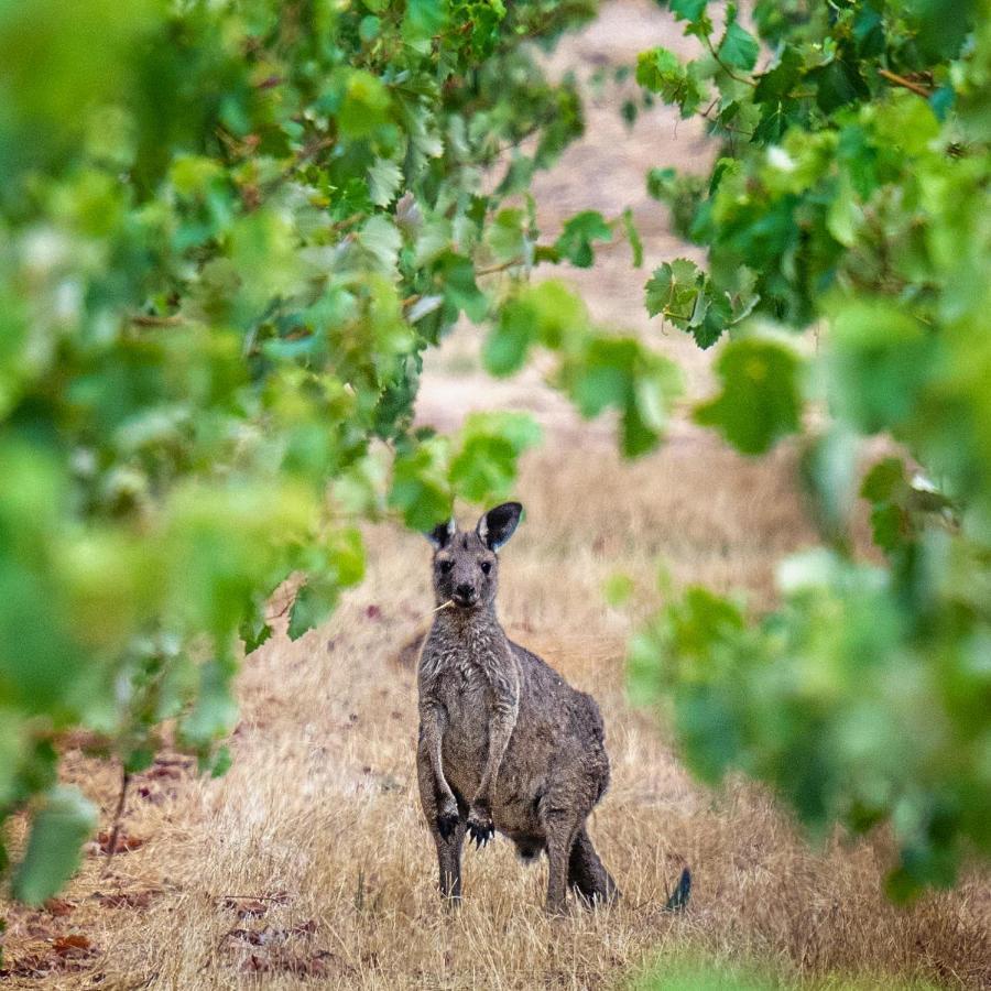 Triple Creek Guest House - Barossa Region Seppeltsfield Экстерьер фото